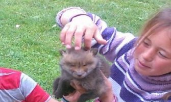 Porodica Mekić udomila lisicu