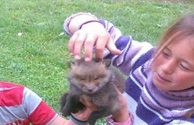 Porodica Mekić udomila lisicu