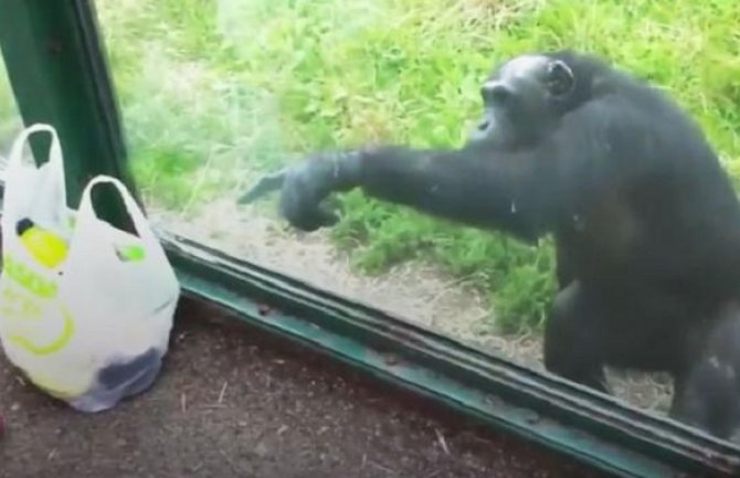 Šimpanza preciznim objašnjenjem zamolila posjetiteljku za sok (Video)