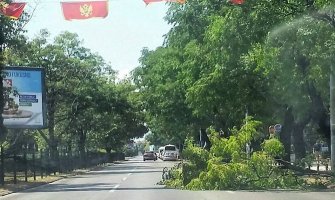 Jak vjetar oborio stablo u Podgorici