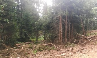 Demokrate: Šumarsku mafiju nije briga šta će ostaviti budućim generacijama