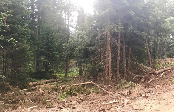 Demokrate: Šumarsku mafiju nije briga šta će ostaviti budućim generacijama