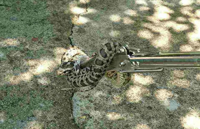 Herceg Novi: Vatrogasci iz kuće izvukli zmiju otrovnicu