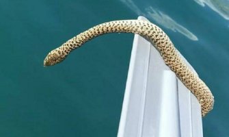 Zmija prestravila kupače u Bečićima (FOTO)