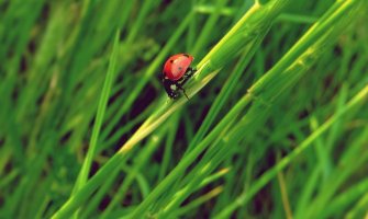 Nijesu svi insekti šetočine, evo kako privući one korisne 