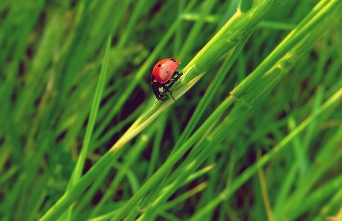 Nijesu svi insekti šetočine, evo kako privući one korisne 