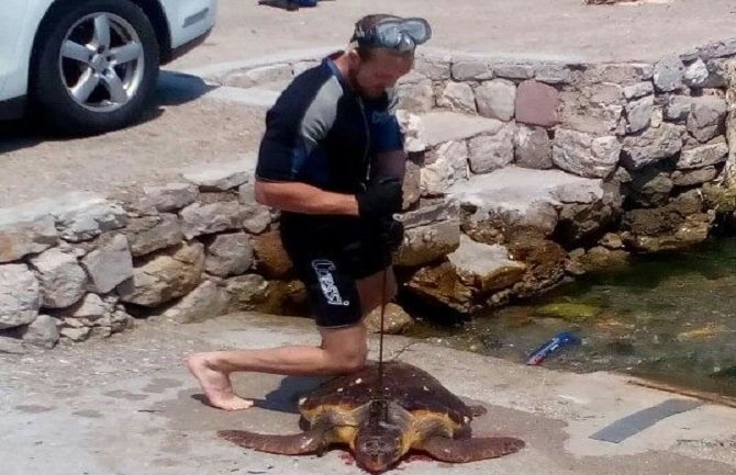 Krivična prijava protiv NN lica koje je usmrtilo kornjaču u Kotoru (FOTO)