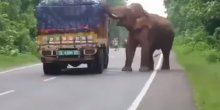 Slon zaustavio kamion nasred ulice (VIDEO)