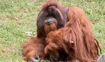 Uginuo orangutan koji je među prvima naučio znakovni jezik