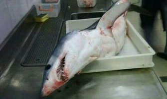 Petrovac: Ulovljena ajkula kod ostrva Sveta neđelja(FOTO)