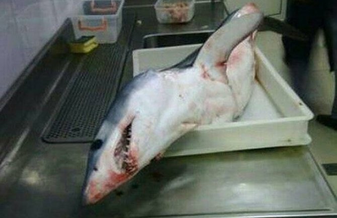 Petrovac: Ulovljena ajkula kod ostrva Sveta neđelja(FOTO)