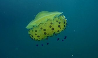 Toplo more, slabije struje, dovele jata meduza u zaliv Boke, evo šta raditi ako vas opeče