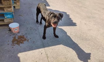 U Podgorici održan protestni skup zaštitnika životinja