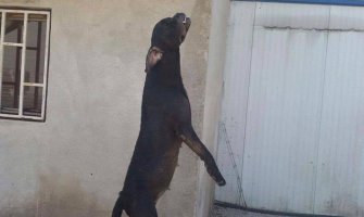 Savović preko posrednika pokušava da opravdava zločin koji je počinio