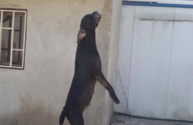 Savović preko posrednika pokušava da opravdava zločin koji je počinio