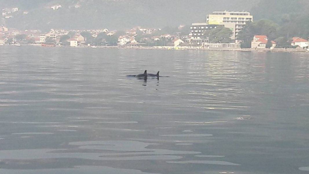 image00204eb8e6e93cfe347cbd9dd00b2180063065cafea54b0db37cf3c400c1754e8f1d9V