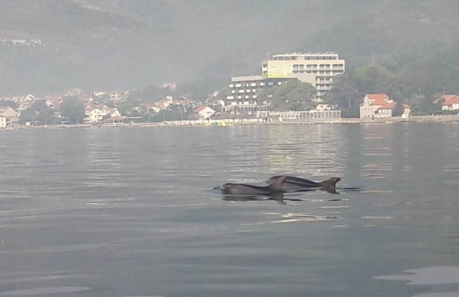Ples Delfina uljepšao Bokokotorski zaliv(FOTO)
