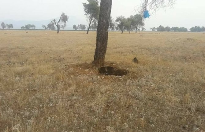 Ćemovsko polje:Pas svezan za drvo ostavljen da umre od žeđi i gladi