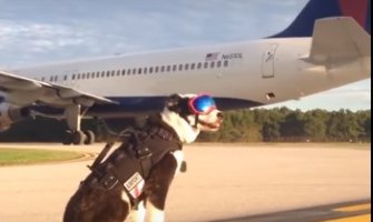 Ovaj pas je zaposlen na aerodromu,i obavlja vrlo bitan posao(VIDEO)