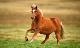 Pretežno sunčano, do 34 stepena