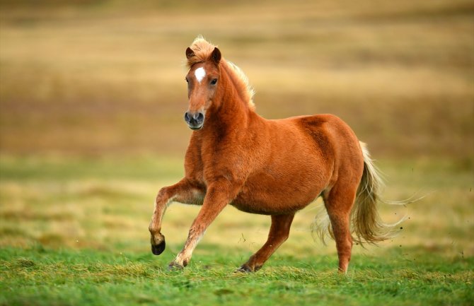 Pretežno sunčano, do 34 stepena