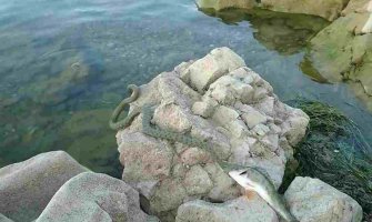 Zmija otela Podgoričaninu ribu (VIDEO)