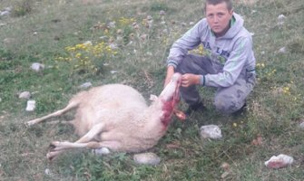 Ogromna šteta za stočara Minića na Bjelasici, vukovi mu zaklali 20 ovaca