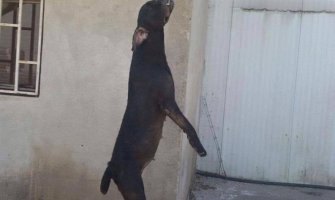 I pse vješaju zar ne?