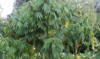 Pljevlja: Uzgajali kanabis, sušili ga i koristili kao dodatak 