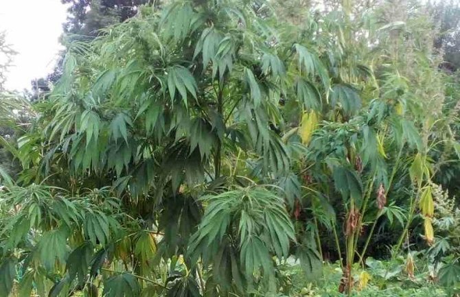 Pljevlja: Uzgajali kanabis, sušili ga i koristili kao dodatak 