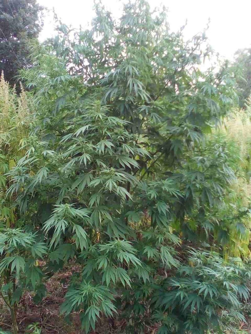 59aa890b17884d8e891b788c0a0a0a67Slika2previewOrg