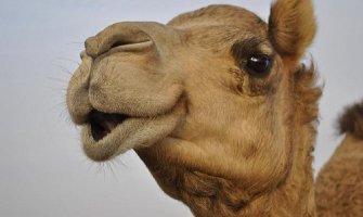 Piperi: Dvije kamile iz cirkusa dobile ''crnogorske papire''