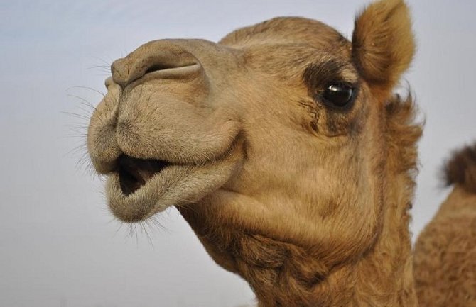 Piperi: Dvije kamile iz cirkusa dobile ''crnogorske papire''