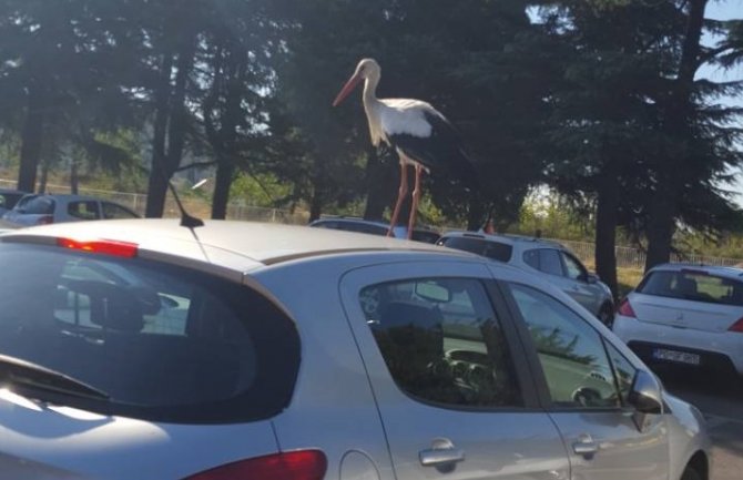 Rode na parkingu KBC-a i ispred Instituta Simo Milošević