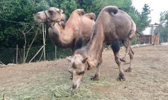 Novi dom kamila: Budimir i Milutin uživaju u Podgorici