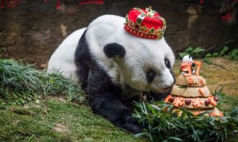 Preminula 37-godišnja Basi, najstarija panda na svijetu