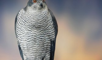 Danas i sjutra pretežno sunčano i toplije