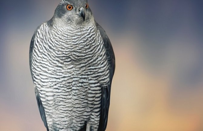 Danas i sjutra pretežno sunčano i toplije