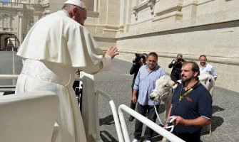 Rim: Papa dobio kravu na poklon (FOTO)