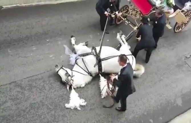 Svadba za pamćenje: Konj se onesvijestio dok je vukao kočiju (VIDEO)