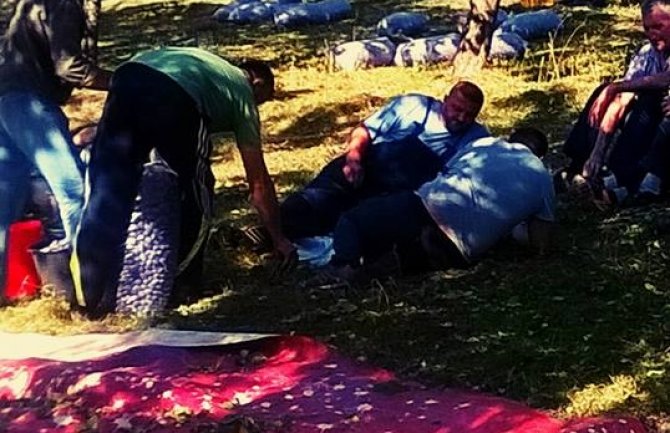 Šljive nema ko da bere (FOTO)