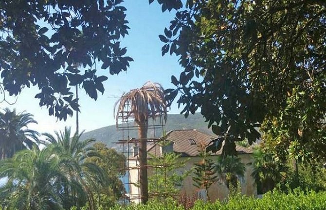 Palmin surlaš ponovo hara Herceg Novim