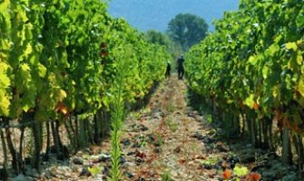 Djevojčicu pronašli zavezanu u vinogradu, roditelji u šoku