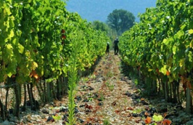 Djevojčicu pronašli zavezanu u vinogradu, roditelji u šoku