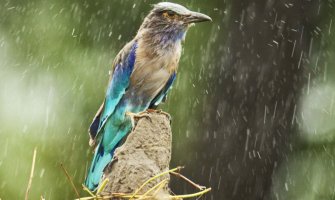 Danas i sjutra kiša, do 24 stepena 