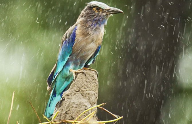 Danas i sjutra kiša, do 24 stepena 