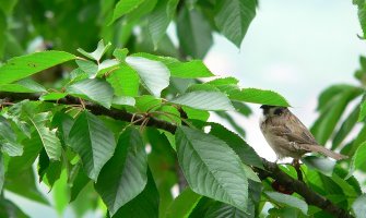 Oblačno i suvo, do 24 stepena