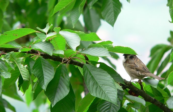 Oblačno i suvo, do 24 stepena