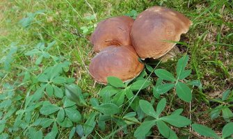 Republika Srpska: Otrovalo se 27 berača gljiva