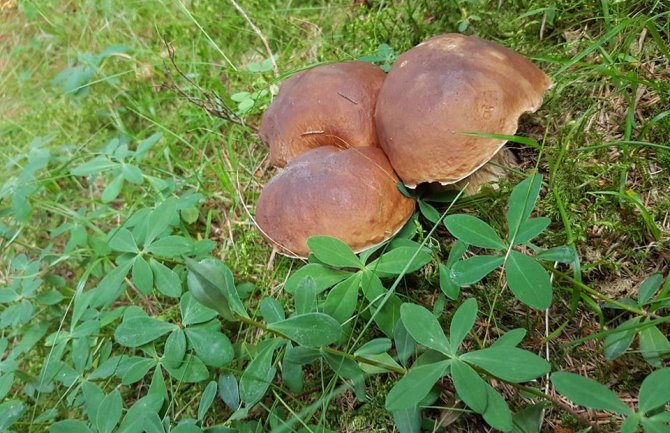 Republika Srpska: Otrovalo se 27 berača gljiva